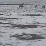 Aç kalan kurt sürüsü ovaya indi