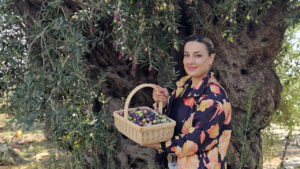 1200 yıllık zeytinin tek bir tanesi bile şans dağıtıyor